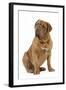 Dogue De Bordeaux-null-Framed Photographic Print