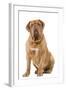 Dogue De Bordeaux-null-Framed Photographic Print