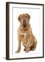 Dogue De Bordeaux-null-Framed Photographic Print