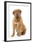 Dogue De Bordeaux-null-Framed Photographic Print