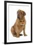 Dogue De Bordeaux-null-Framed Photographic Print