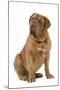 Dogue De Bordeaux-null-Mounted Photographic Print