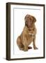 Dogue De Bordeaux-null-Framed Photographic Print