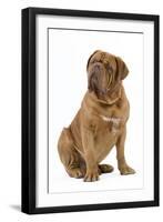 Dogue De Bordeaux-null-Framed Photographic Print