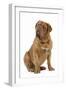 Dogue De Bordeaux-null-Framed Photographic Print