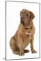 Dogue De Bordeaux-null-Mounted Photographic Print