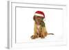 Dogue De Bordeaux-null-Framed Photographic Print