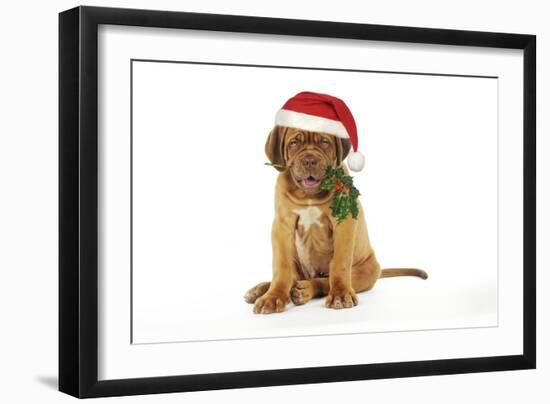 Dogue De Bordeaux-null-Framed Photographic Print