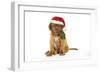 Dogue De Bordeaux-null-Framed Photographic Print