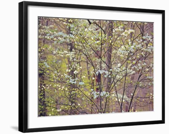 Dogwood 1-Ken Bremer-Framed Giclee Print