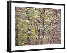 Dogwood 1-Ken Bremer-Framed Giclee Print