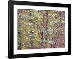 Dogwood 1-Ken Bremer-Framed Giclee Print