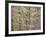 Dogwood 1-Ken Bremer-Framed Giclee Print