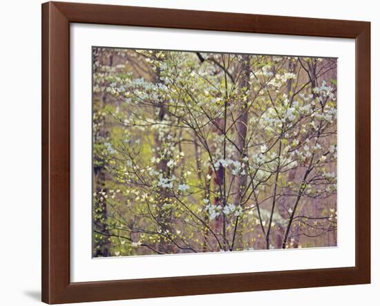 Dogwood 1-Ken Bremer-Framed Giclee Print