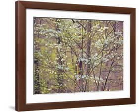 Dogwood 1-Ken Bremer-Framed Giclee Print