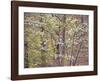 Dogwood 1-Ken Bremer-Framed Giclee Print