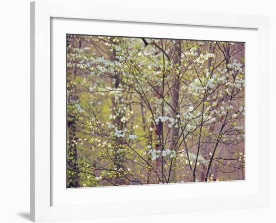 Dogwood 1-Ken Bremer-Framed Giclee Print