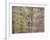 Dogwood 1-Ken Bremer-Framed Giclee Print