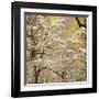 Dogwood 2-Ken Bremer-Framed Giclee Print