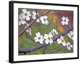 Dogwood 3-Ken Bremer-Framed Giclee Print