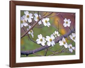 Dogwood 3-Ken Bremer-Framed Giclee Print