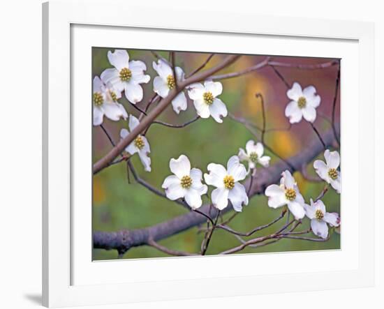 Dogwood 3-Ken Bremer-Framed Giclee Print