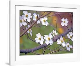 Dogwood 3-Ken Bremer-Framed Giclee Print