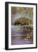 Dogwood Blooms by Pohono Bridge, Yosemite-Vincent James-Framed Premium Photographic Print
