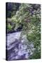 Dogwood Blooms Riverside, Yosemite Valley-Vincent James-Stretched Canvas