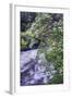 Dogwood Blooms Riverside, Yosemite Valley-Vincent James-Framed Photographic Print