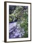 Dogwood Blooms Riverside, Yosemite Valley-Vincent James-Framed Photographic Print