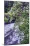 Dogwood Blooms Riverside, Yosemite Valley-Vincent James-Mounted Photographic Print