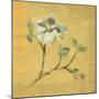 Dogwood Blossom on Gold-Cheri Blum-Mounted Art Print