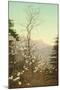 Dogwood Blossoms, C.1898-C.1905-null-Mounted Giclee Print