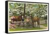 Dogwood Blossoms, Horses-null-Framed Stretched Canvas