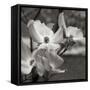 Dogwood Blossoms I BW Sq-Erin Berzel-Framed Stretched Canvas