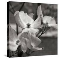 Dogwood Blossoms I BW Sq-Erin Berzel-Stretched Canvas