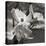 Dogwood Blossoms I BW Sq-Erin Berzel-Stretched Canvas