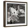 Dogwood Blossoms I BW Sq-Erin Berzel-Framed Photographic Print