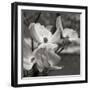 Dogwood Blossoms I BW Sq-Erin Berzel-Framed Photographic Print