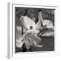 Dogwood Blossoms I BW Sq-Erin Berzel-Framed Photographic Print