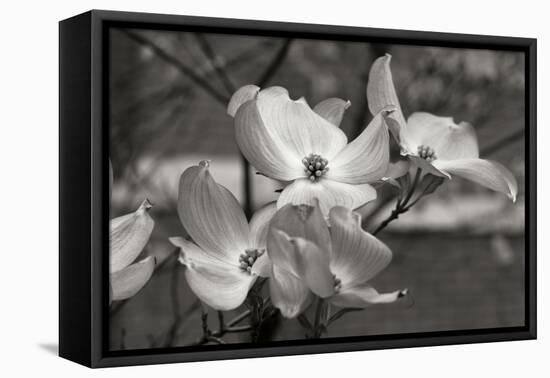 Dogwood Blossoms I BW-Erin Berzel-Framed Stretched Canvas