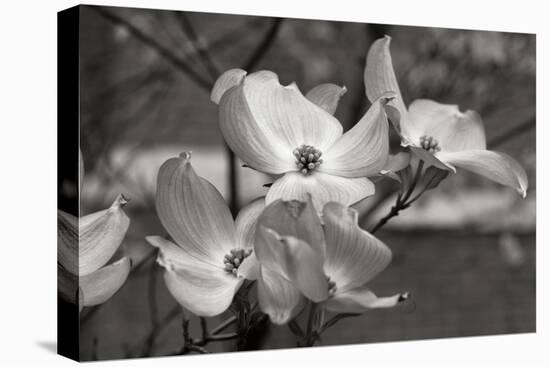 Dogwood Blossoms I BW-Erin Berzel-Stretched Canvas