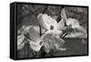 Dogwood Blossoms I BW-Erin Berzel-Framed Stretched Canvas