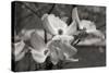 Dogwood Blossoms I BW-Erin Berzel-Stretched Canvas