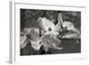 Dogwood Blossoms I BW-Erin Berzel-Framed Photographic Print