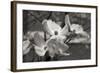 Dogwood Blossoms I BW-Erin Berzel-Framed Photographic Print