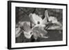 Dogwood Blossoms I BW-Erin Berzel-Framed Photographic Print