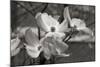 Dogwood Blossoms I BW-Erin Berzel-Mounted Photographic Print