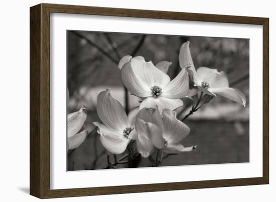 Dogwood Blossoms I BW-Erin Berzel-Framed Photographic Print